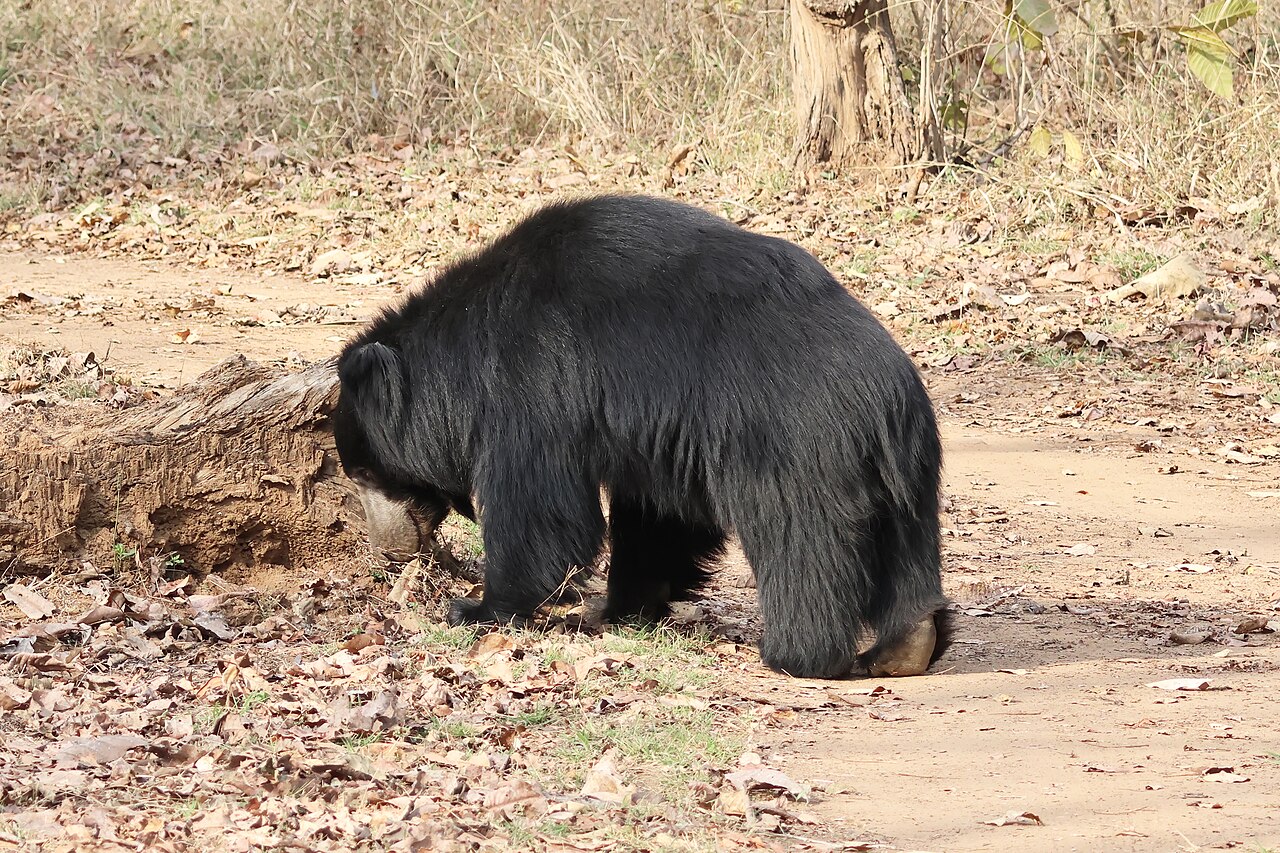 Sloth bear of Mukundra dry forest