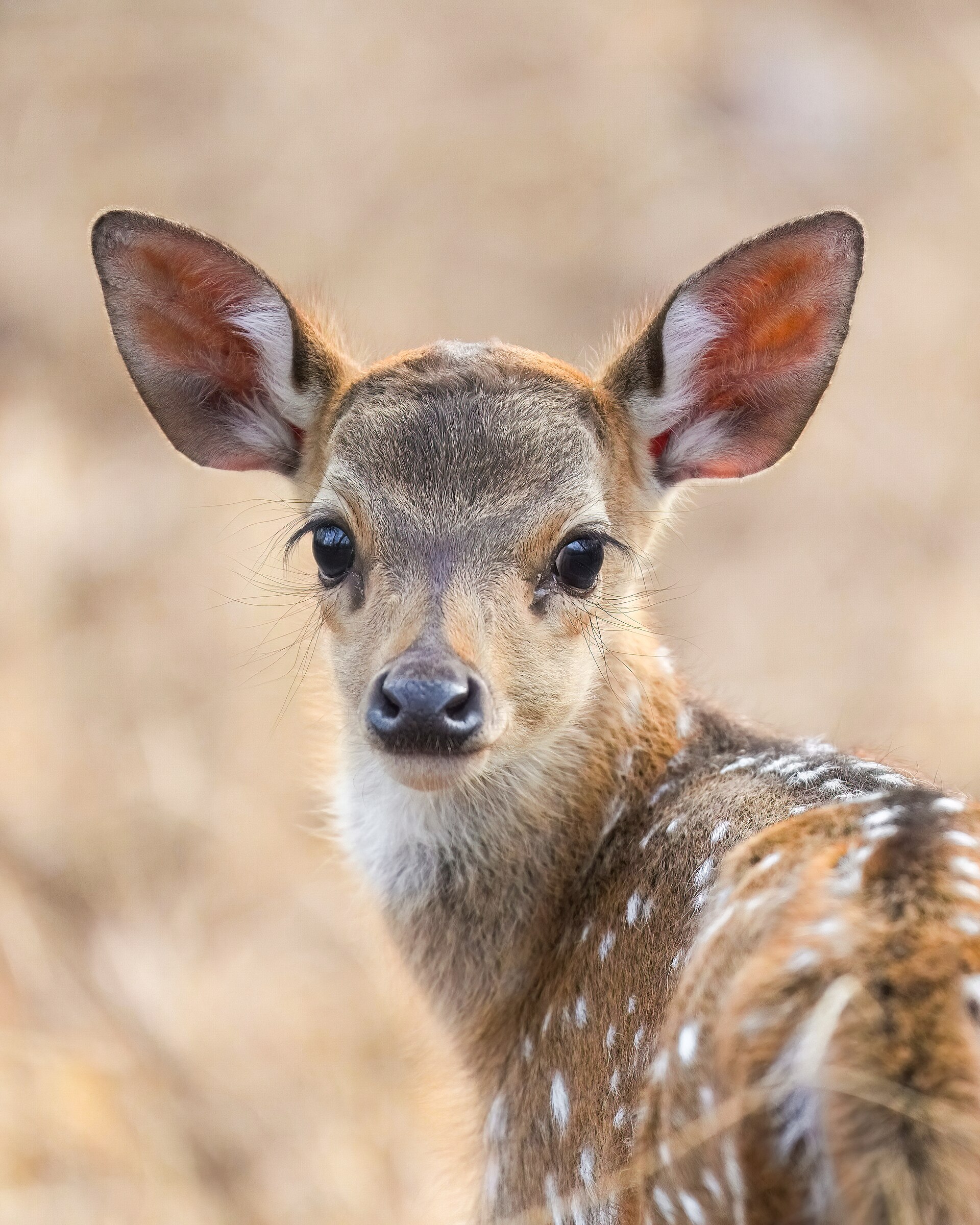 Chital spotted deer in Mukundra