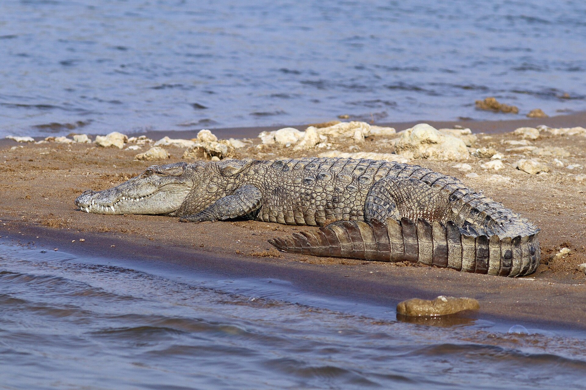 Mugger crocodile of the Chambal