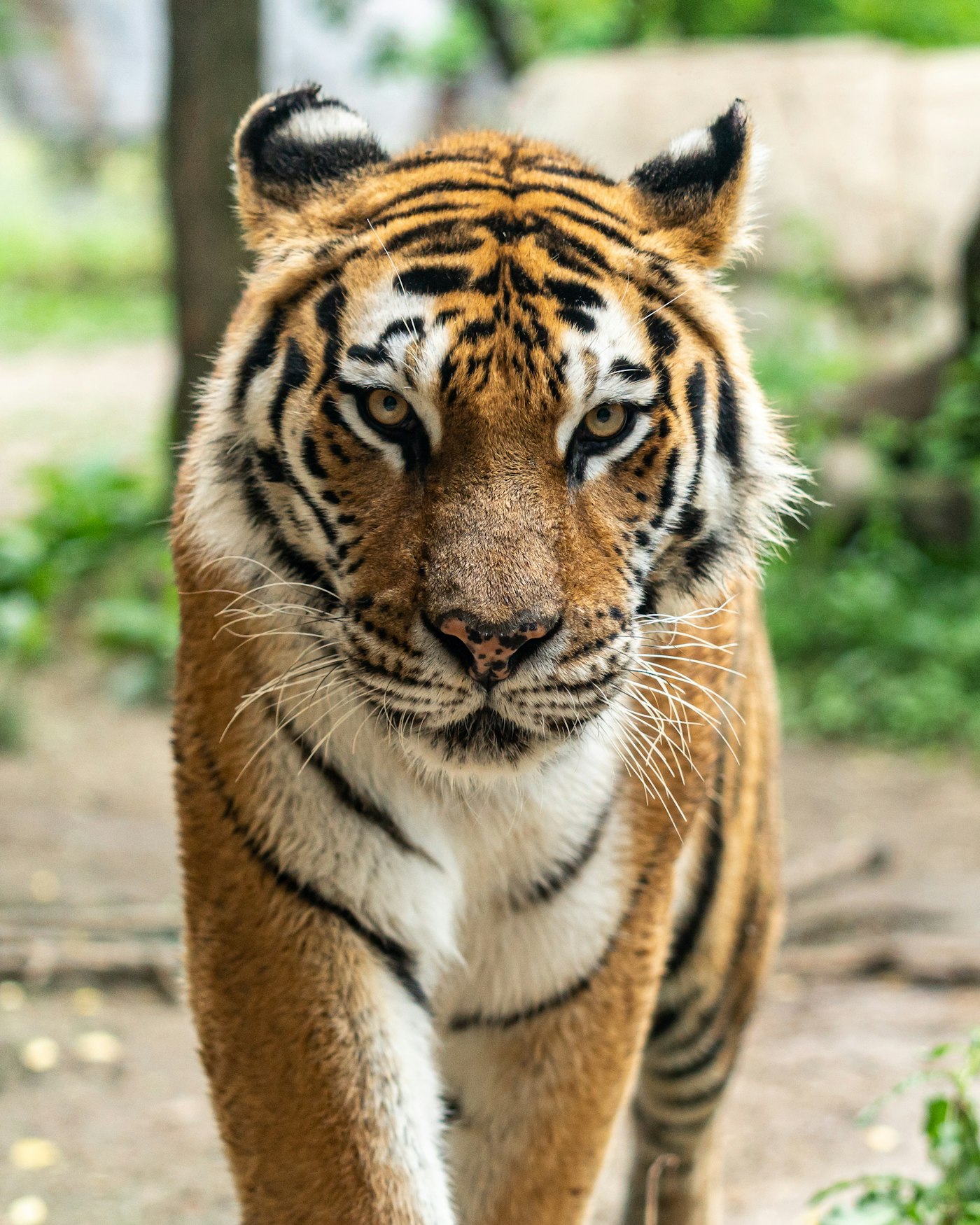 Bengal tiger of Mukundra Hills Tiger Reserve
